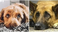 Köpeklerin Asla Karşı Koyamadığımız O Acıklı Bakışları, İnsanları Etkilemek İçin Geçirdikleri Evrimin Sonucuymuş!