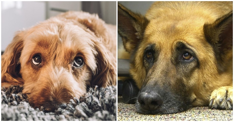 Köpeklerin Asla Karşı Koyamadığımız O Acıklı Bakışları, İnsanları Etkilemek İçin Geçirdikleri Evrimin Sonucuymuş!