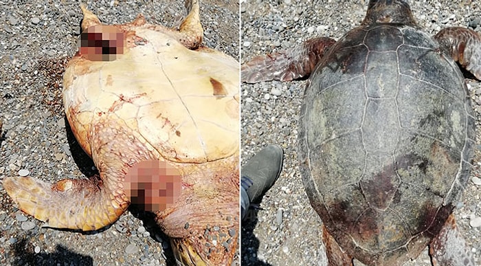 İnsanlar Çıldırmış Olmalı! Antalya'da Biri Bıçaklanmış Biri de Tüfekle Vurulmuş 2 Caretta Caretta Bulundu