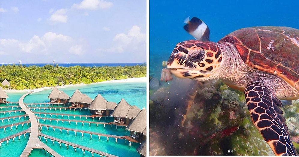 Maldivler'de Lüks Tatil Köyünde Konaklayarak Deniz Kaplumbağalarına Bakacak Hayvansever Aranıyor