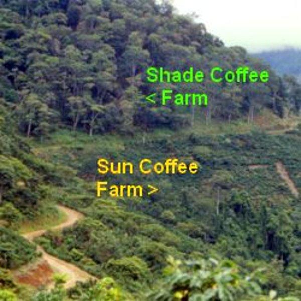 Ancak 'Shade Coffee' olarak bahsedilen ve gölgegede yetişen kahve, doğayı ve kuş çeşitliliğini koruyor.