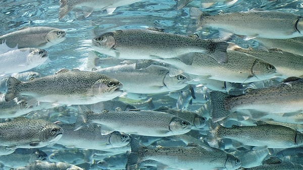 1. Какую рыбу запросто можно назвать макрелью?