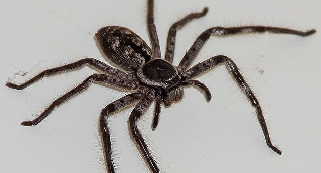 Huntsman örümceğinin yemeği olan bu sıçan sadece Avustralya'ya özgün iken, Huntsman örümcekleri Antarktika dışında her kıtada bulunmaktadır.