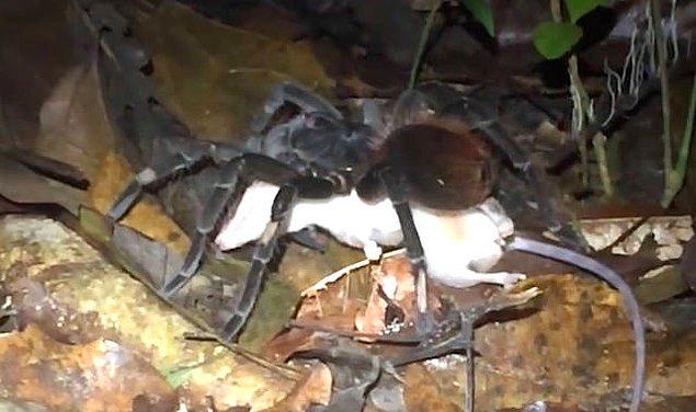 Sadece birkaç ay önce araştırmacılar, Amazon yağmur ormanlarında peşinde sıçan sürükleyen bir tarantulanın görüntülerini yayınladı.