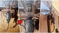 Tüylerimiz Diken Diken! Tazmanya'da Devasa Örümceğin Bir Sıçanı Yerken Çekilen Görüntüleri Viral Oldu