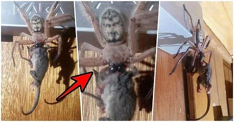 Tüylerimiz Diken Diken! Tazmanya'da Devasa Örümceğin Bir Sıçanı Yerken Çekilen Görüntüleri Viral Oldu