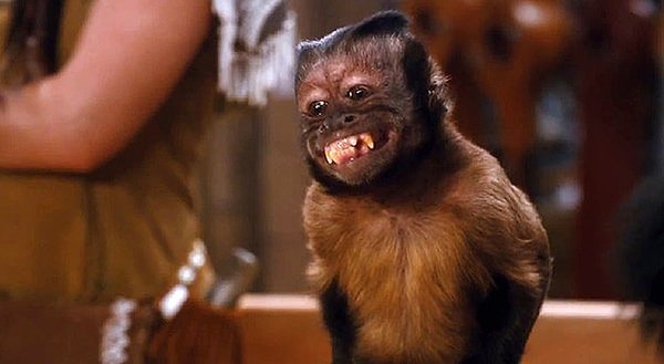 1. Где вы могли видеть эту забавную обезьянку?