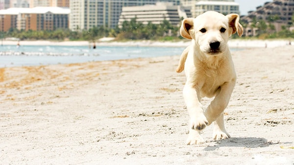 7. Еще один милый пес. Он вам знаком?