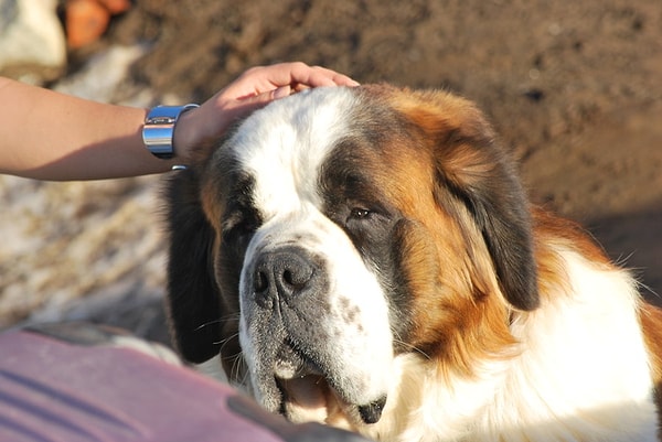 9. Еще один знаменитый пес, которого вы, конечно же, знаете.