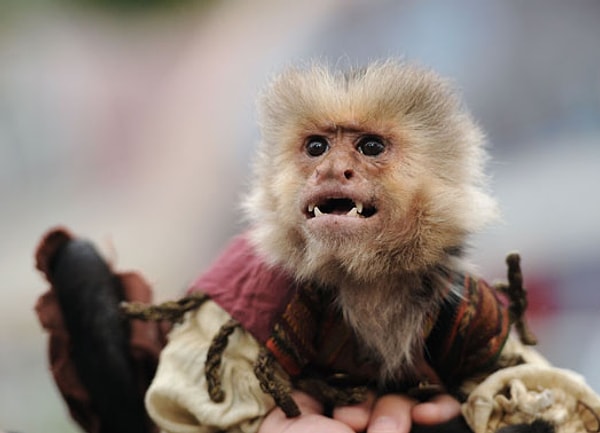 10. Вернемся снова к обезьянкам. В каком фильме мелькал этот зверек?