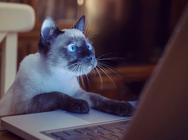 1. Что вы обычно делаете перед тем, как лечь спать?