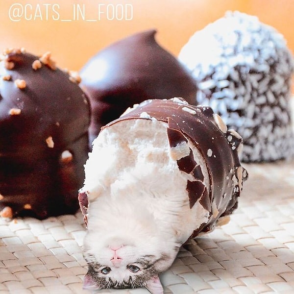 1. Ксения публикует фотоколлажи в своем Инстаграм-аккаунте (@cats_in_food), где у нее уже более 170 тысяч подписчиков. И такая популярность закономерна.