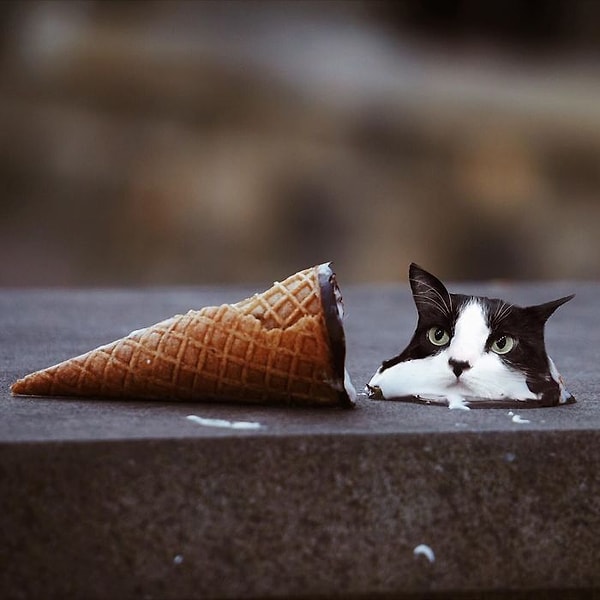 4. Мурлыки здесь выступают полноценным ингредиентом: удивительным, а порой и сюрреалистичным.