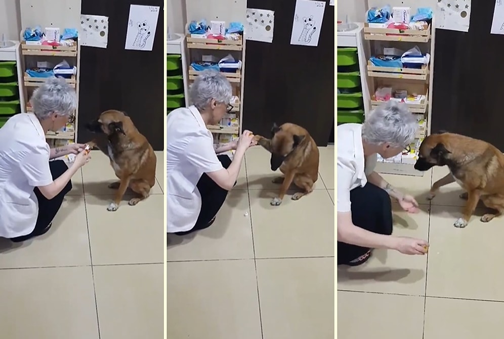 Kanayan Patisinin Tedavisi İçin Eczaneye Gelen Köpek ve Ona Yardım Eden Güzel İnsan!