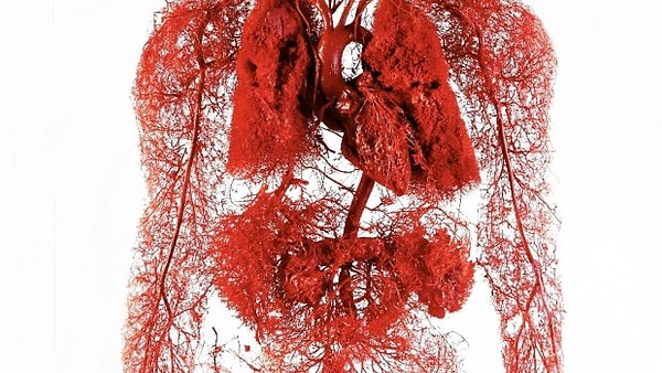 1. Какая часть тела человека не имеет кровоснабжения?