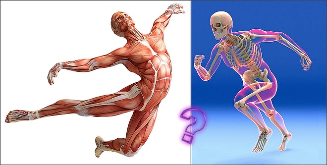 Тест: Вы отлично знаете собственное тело, если сможете верно ответить на 12 вопросов по биологии человека