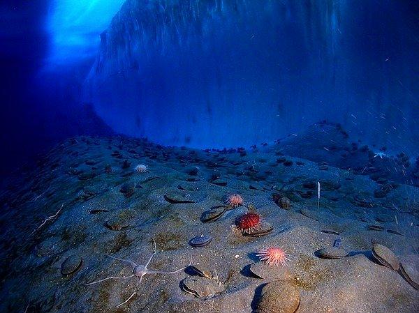 13. Dünya'da bulunan okyanusların zeminlerinde bulunan kalıntıların %99'u henüz insanlar tarafından keşfedilmemiştir.