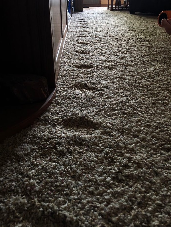 5. Следы кота, который ходит по строго намеченному маршруту