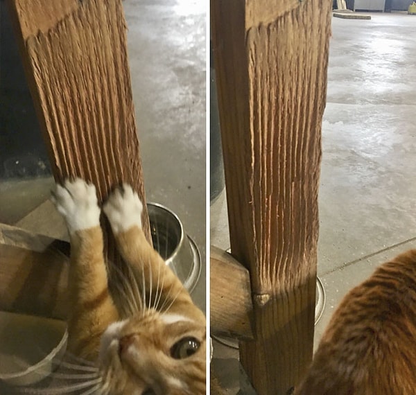 23. 14 лет непосильного кошачьего труда