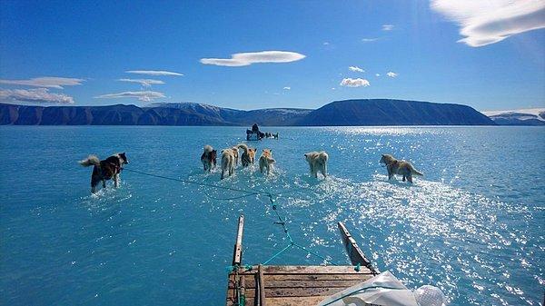 Grönland'ın buz zemini büyüklük bakımından gezegende ikinci sırada yer alır. Bu husky cinsi köpekler Inglefield Bredning haliçini buz üzerinde koşarak geçmeye alışkınlar...