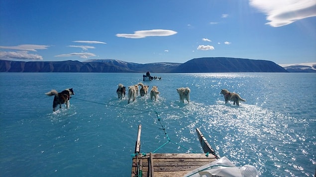 Grönland'ın buz zemini büyüklük bakımından gezegende ikinci sırada yer alır. Bu husky cinsi köpekler Inglefield Bredning haliçini buz üzerinde koşarak geçmeye alışkınlar...