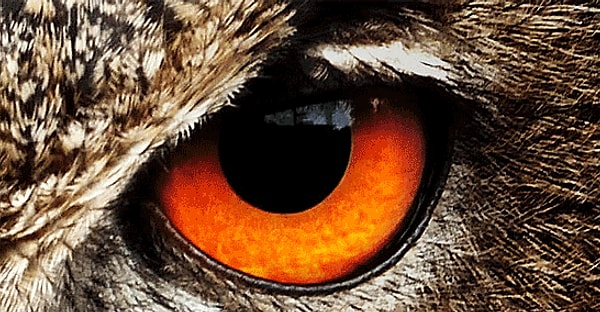 1. Это что за птица?