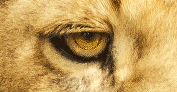 2. А это еще кто?