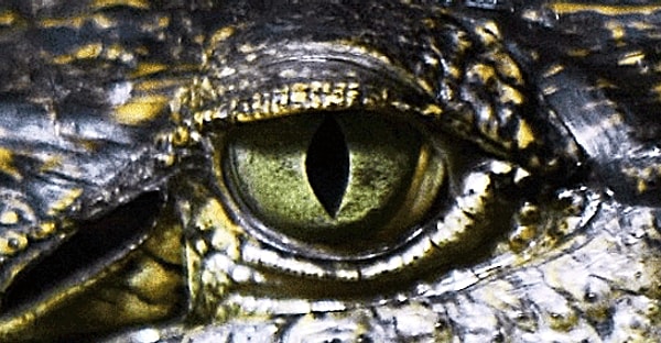 4. А это что за зверь?