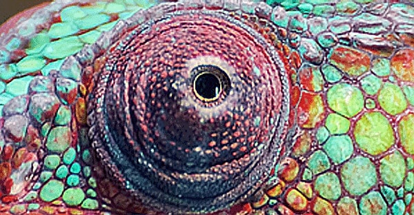 7. Батюшки мои... Что за невидаль?