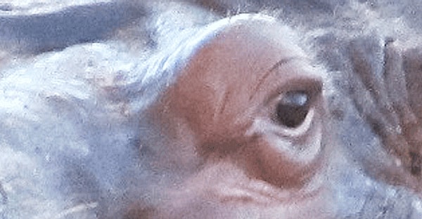 10. И наконец, это что за животинка?