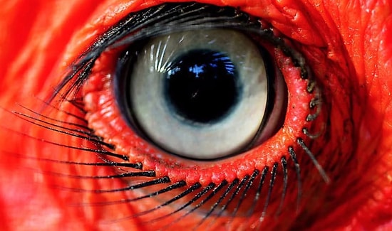 В мире животных: Вы настоящий зоолог, если узнаете все 10 зверушек по глазам