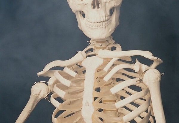 8. Сколько костей в теле взрослого человека?