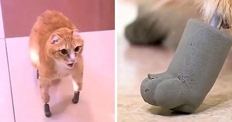 Pati Protezleri Sayesinde Hayata Yeniden Tutunmaya Çalışan Kedi!