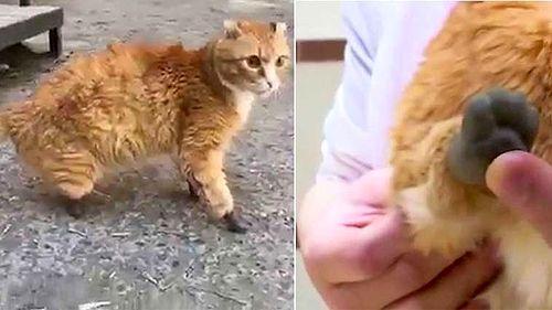 Pati Protezleri Sayesinde Hayata Tekrar Tutunmaya Çalışan Kedi!