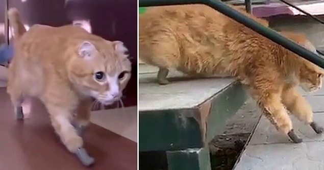 Yerel medyanın aktardığına göre, benzer protezlerin diğer hayvanlara da takıldığı ve alışma sürecinden sonra o hayvanların yürümekte ve koşmakta zorluk çekmedikleri görüldü.