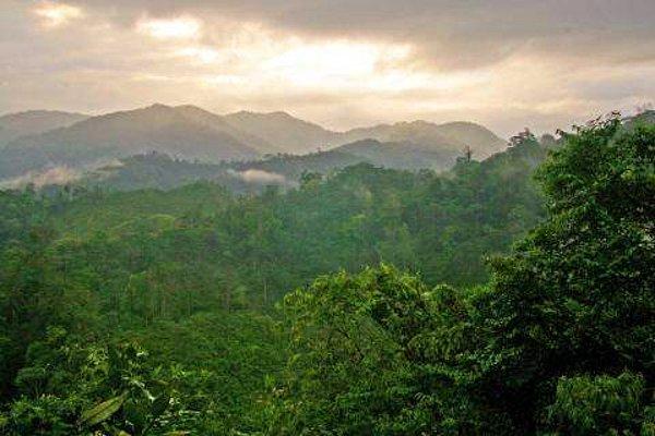 Bir grup araştırmacı, Honduras yağmur ormanlarının derinlerinde yer alan "Kayıp Şehir"de nadir bulunan, nesli tükenmekte olan ve neslinin tükendiği düşünülen türlerle dolu bir ekosistem keşfetti.