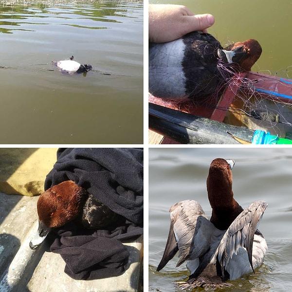 6. Bir fotoğrafçı balık ağına takılmış bir ördek gördü, eve götürdü, tedavi etti ve tekrar serbest bıraktı.