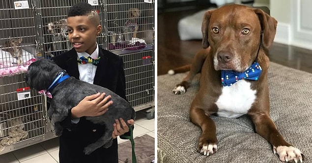 13. 12 yaşındaki bu çocuk, köpeklerin fotoğraflarda daha iyi görünmelerini sağlamak için onlara papyonlar bağlıyor, böylece insanlar onları daha hızlı sahipleniyor.