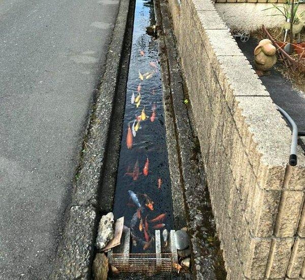 1. Japonya'da drenaj kanalları o kadar temiz ki bazılarında koi balıklarına bile rastlayabilirsiniz.