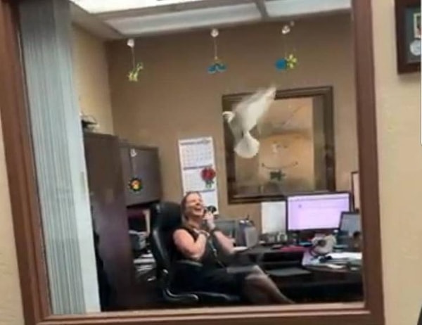 14. «Директор по персоналу сказала, что ей плевать, КАК мы доставим ей страховку, лишь бы документ был у нее к дедлайну. Сказано - сделано: страховку доставил почтовый голубь».