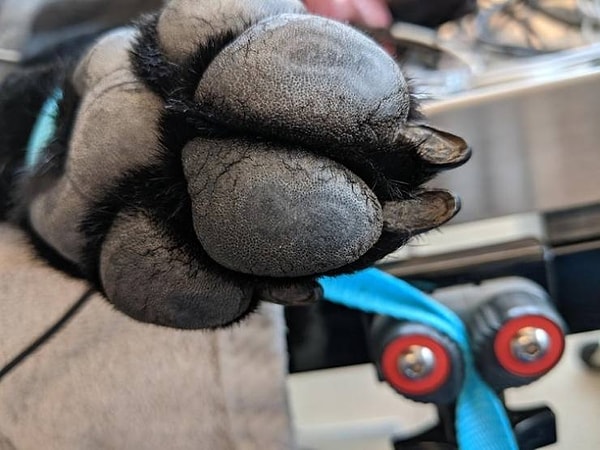 16. «На подушечках лапы у пса, которого привели к нам в ветеринарную клинику, мы обнаружили символы бесконечности». 😍