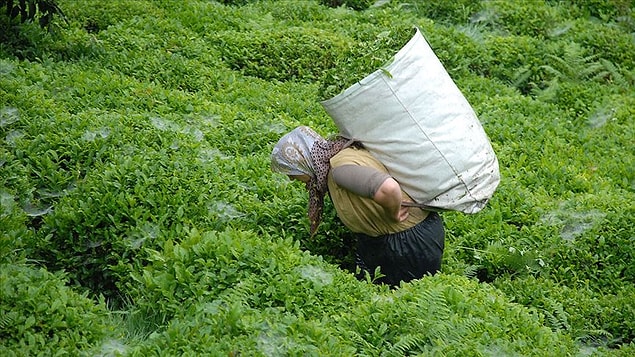 ÇAYKUR Yönetim Kurulu kararı ile kuru çaya yapılan yüzde 15 zam bugünden itibaren geçerli olacak.