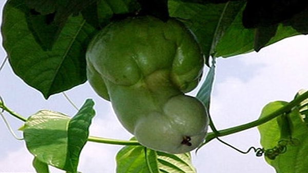 2. Что думаете насчет этого перчика?