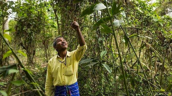 7. Jadav Payeng isimli bir adam Kuzey Hindistan'daki Majuli Adası'nı kurtarmak için tek başına Central Park'tan daha büyük bir orman dikmiştir. Şimdilerde bu orman birçok vahşi canlıya ev sahipliği yapıyor.