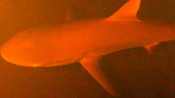 18. Bilim insanları su altındaki aktif yanardağlarda yaşayan köpekbalıkları olduğunu keşfetti.