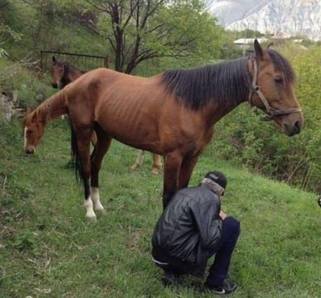 14. Bu atın tek bir kafası var.