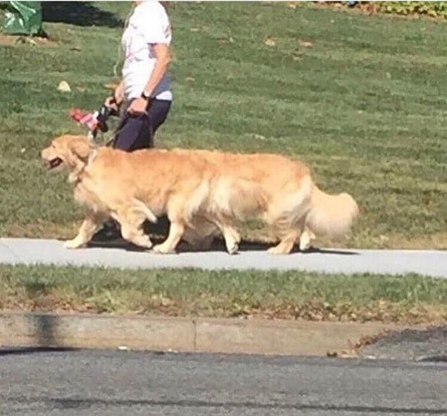 15. Aslında gerçekten uzun bir köpeğe bakmıyorsunuz şu an.