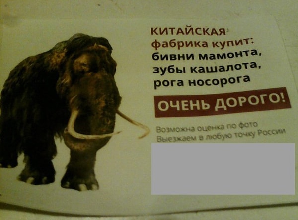 1. Не завалялась ли у вас на антресолях парочка бивней мамонта?