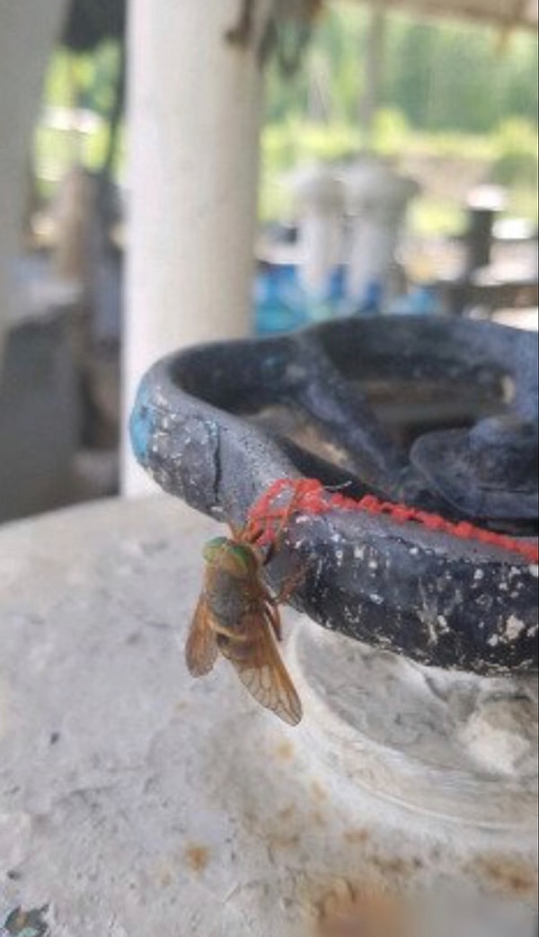 5. Продается ручной слепень!