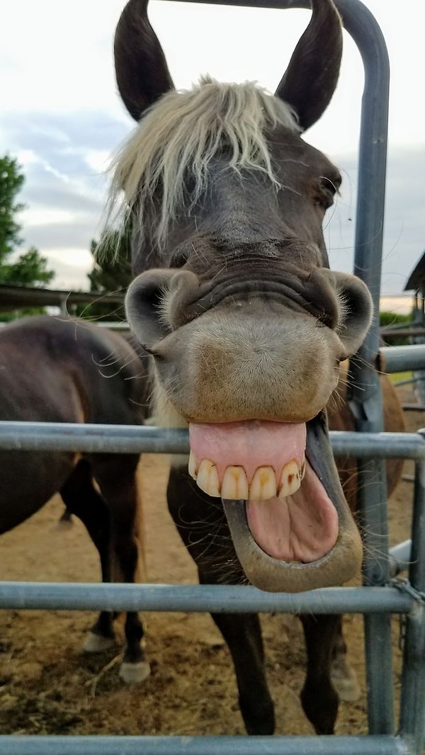 4. Точит зубы